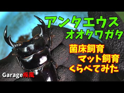 アンタエウスオオクワガタ羽化　菌床飼育　マット飼育　くらべてみた　#クワガタ #カブトムシ