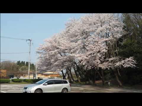 薬勝寺池公園　2017.4.14