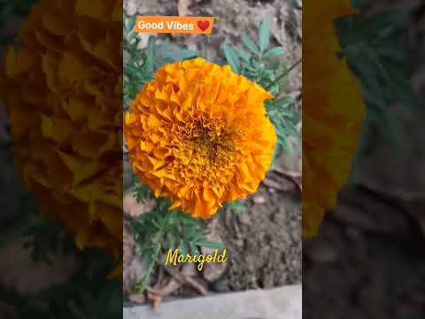 #gardenstories#marigold #nature #flowers #lifeinastride #chotichotikhushiyan #youtubeshorts #garden