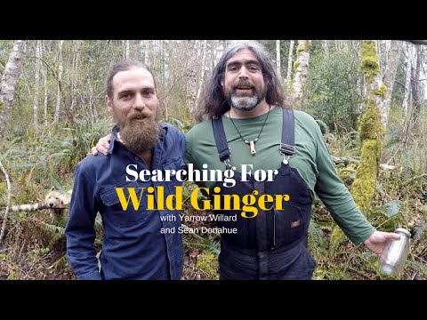 Snake Root Medicine | Wild Ginger with Herbal guest Sean Donahue | Harmonic Arts