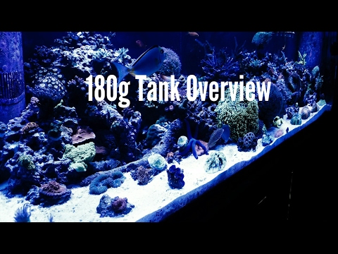 180 Gallon Reef Tank Overview