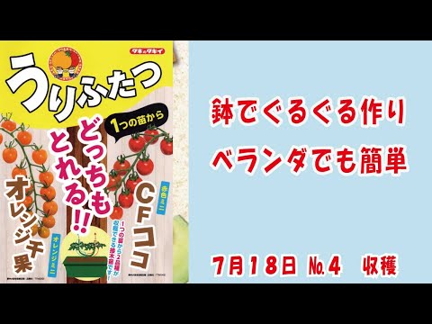 ミニトマト１本の苗から2種類CFココ&オレンジ千果 #タキイ種苗 さんの #うりふたつ No.4収穫/ベランダでも簡単 #家庭菜園　 2024年7月18日