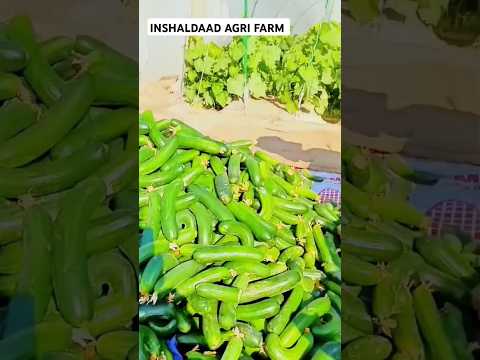 Cucumber Picking | DAAD'S AGRI FARM |#farming #shortvideo #shorts #cucumber