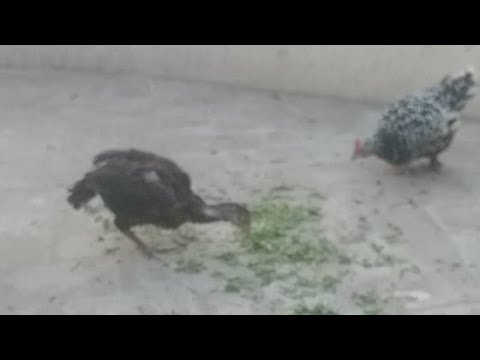 Asil Chickens Eating Spinach