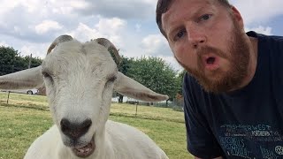 Funniest Goats | 30 Minutes 🤪