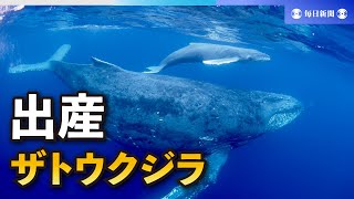 生まれたてスイスイ　ザトウクジラ出産、撮影初成功　奄美の協会