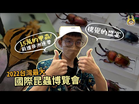 The largest event of insects in Taiwan! (With D. hercules, palette of L. adolphinae and G. cacicus!)