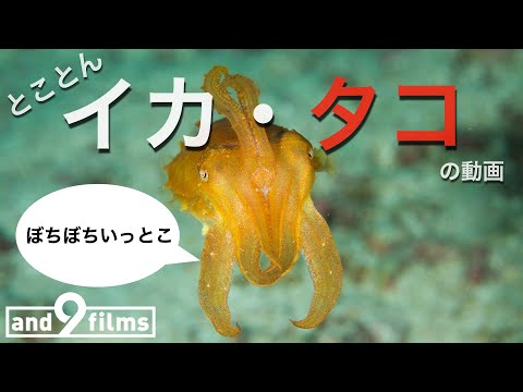 とことんイカ・タコ！【とにかく魚を観る動画】 10分 / Let's watch Squid & Octopus 10min 【4K】