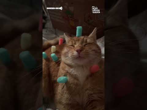 Cat Sits Still as It Gets Decorated With Candy (Via -  Iben J.)