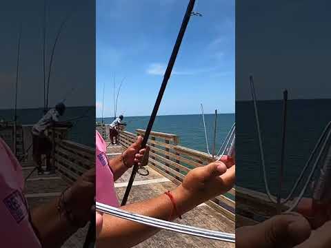 Catching a Pier GIANT and Eating it 🎣