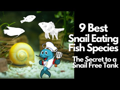 9 Best Snail Eating Fish 🐡