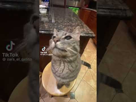 zara_el_gatito #notmine #youtubeshorts #shortsviral #catvideos #cute #sillycat