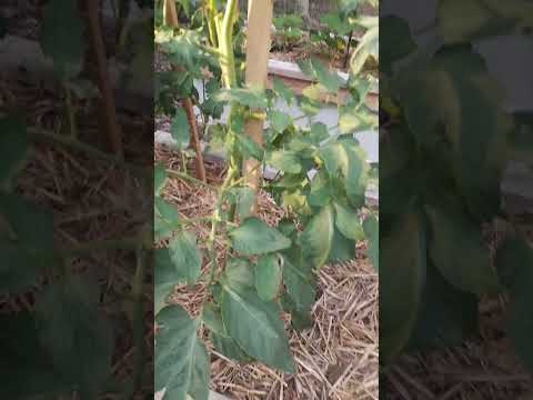 tomato plants dying