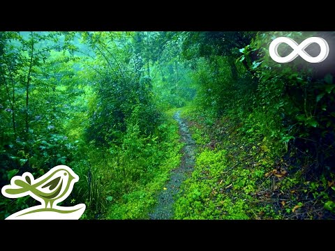 Quiet Woods: Relaxing Flute Music with Rain Sounds for Deep Sleep & Meditation