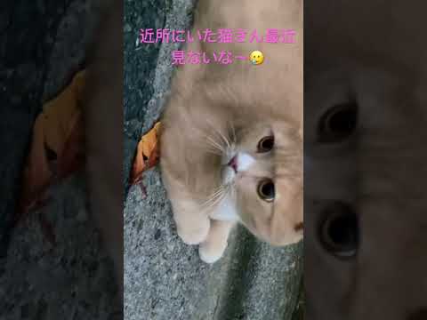 #ねこのいる暮らし #ねこ動画 #cat#野良猫