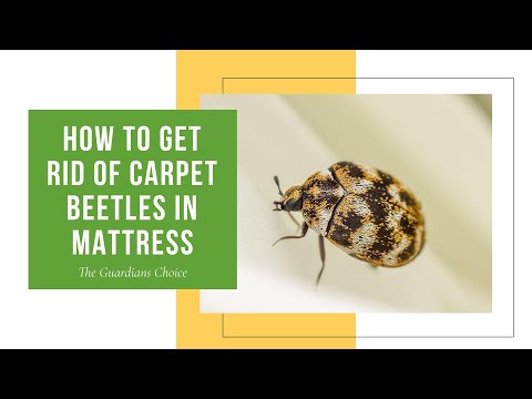 3 Ways to Get Rid of Carpet Beetles in Mattress | The Guardians Choice