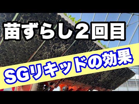 2024年4月20日　苗ずらし２回目　SGリキッドの効果