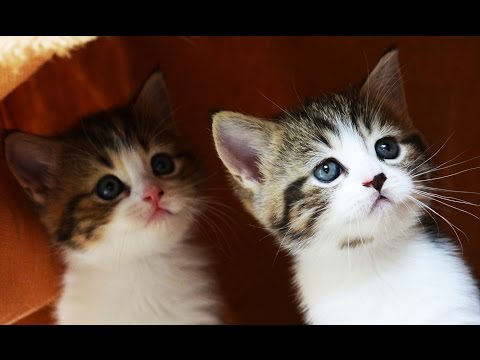 The Best Cute Kittens and Funny Cats Videos