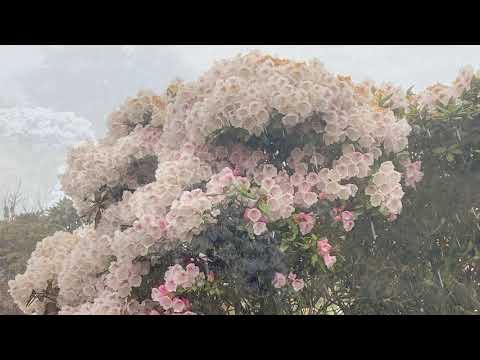 觀賞高山杜鵑，風雨中登台灣百岳 - 石門山 (4K)