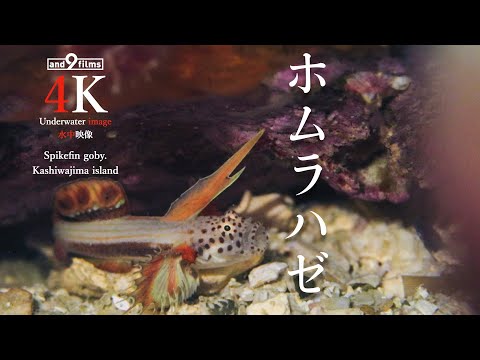 【4K 水中映像 ホムラハゼ 】高知県 柏島 / Spikefin goby.Kashiwajima-island Kochi