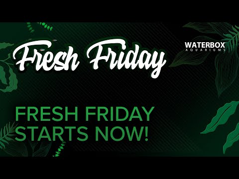 Welcome to Fresh Friday! Giveaways, Special Guests, and Once A Year Savings On Freshwater Aquariums!