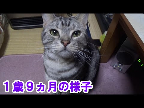 １歳９ヵ月の様子（アメリカンショートヘア）