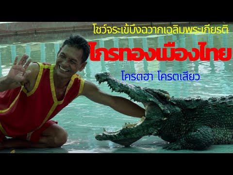 โชว์จระเข้ "บึงฉวาก" ของดีสุพรรณบุรี โคตรเสียวฮาก๊าก ไกรทองเมืองไทย | Crocodile show at Bueng Chawak