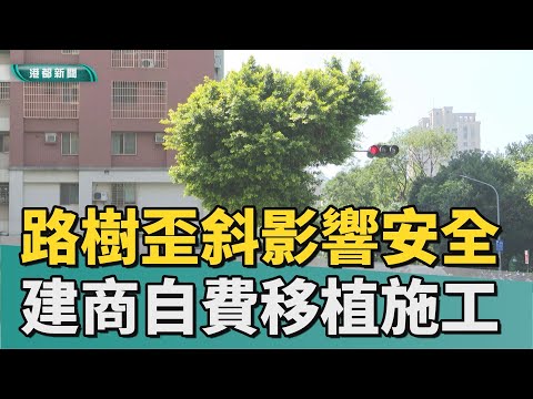 移植路樹|路樹歪斜影響安全 建商自費移植方便施工