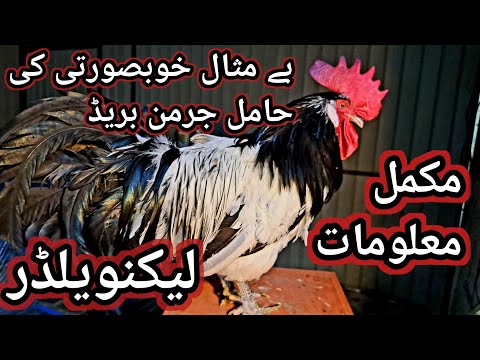 Lakenvelder Chicken Breed| All you need to Know about this amazing breed| Breed Review| Part III