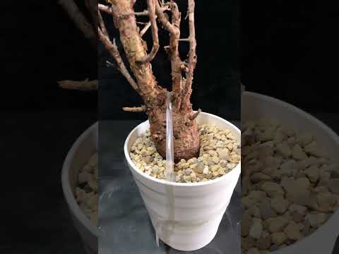 1円～ コンミフォラ・ミルラ 発根管理中 Commiphora myrrha 希少 ベアルート 1円オク 輸入 塊根植物 最落無し