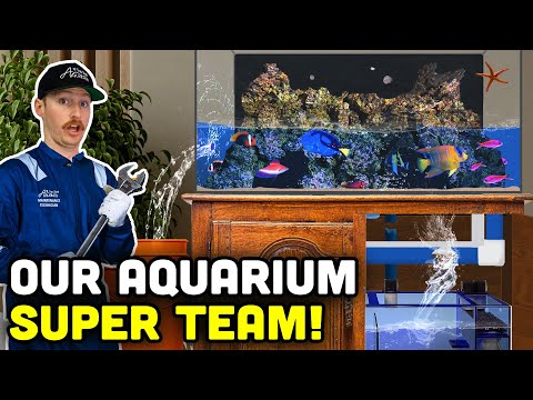 Day in the Life at Top Shelf: Aquarium Maintenance!