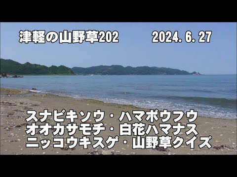 津軽の山野草202(ｽﾅﾋﾞｷｿｳ、ﾊﾏﾎﾞｳﾌｳ、ｵｵｶｻﾓﾁ、白花ﾊﾏﾅｽ、ﾆｯｺｳｷｽｹﾞ、山野草ｸｲｽﾞ)