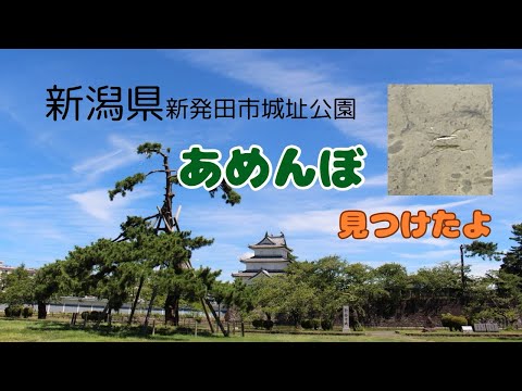 【新潟県】新発田城址公園で出会ったあめんぼ。#あめんぼ #新潟 #公園