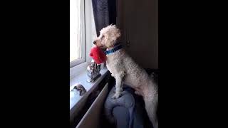 cat patrol with favourite toy #cockapoo #cockapoodog #maxthepoo #adorabledog #maxthedog #dog