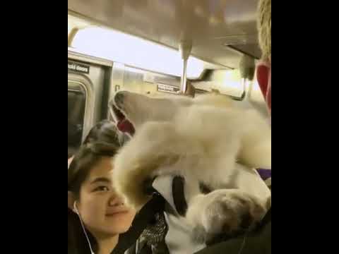 地下鉄内でグッタリ眠る犬💼リュックで背負い、車内に連れて行けるという事はニューヨーク？