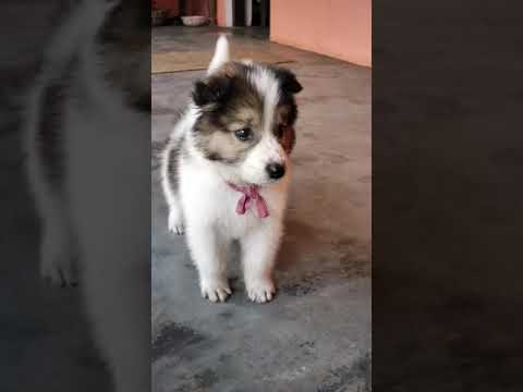 cute puppy slomo|| cute doggy ||cartoon ||#cocomelon