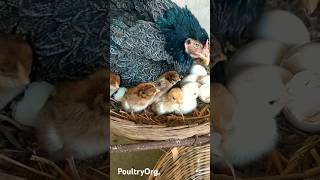 Organic Incubation Desi Murgi నాటు కోళ్లు #desimurgi #poultryorg #देसीमुर्गी #chicken #poultry