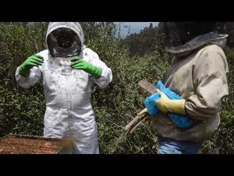 El manejo del acaro varroa (Apis mellifera) en abejas