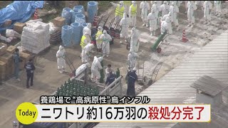 厚真町　高病原性鳥インフルエンザウイルス　ニワトリの殺処分が完了　およそ16万羽