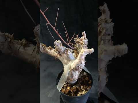 1円スタート 発根済み 灌木 コミフォラ クア Commiphora kua  高さ53cm 希少 出葉済み