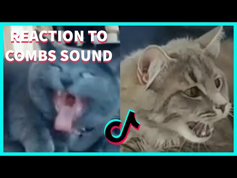 CATS REACTION TO COMB'S  SOUND COMPILATION