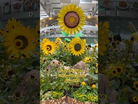 World’s largest sunflower display at an airport #departurehall #terminal3 #changiairport #singapore