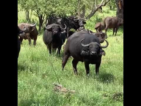 Buffalo sighting on safari Kruger South Africa