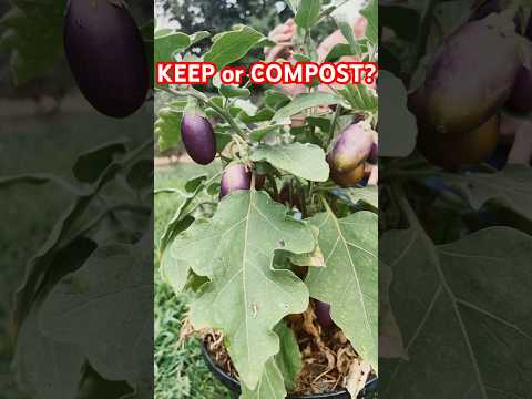 GROW THIS RARE EGGPLANT!!