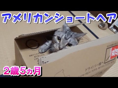 アメショーのソラ　２歳５ヵ月の様子（アメリカンショートヘア）