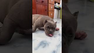 #americanbully #makesoundmusic #bulldog #lofihiphopbeatstostudyandrelaxto #chilllofihiphopbeats