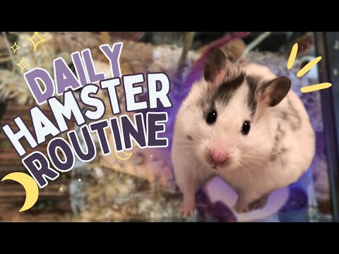 My Daily HAMSTER Care ROUTINE 🐹🌙 // collab with @avaslittlepets