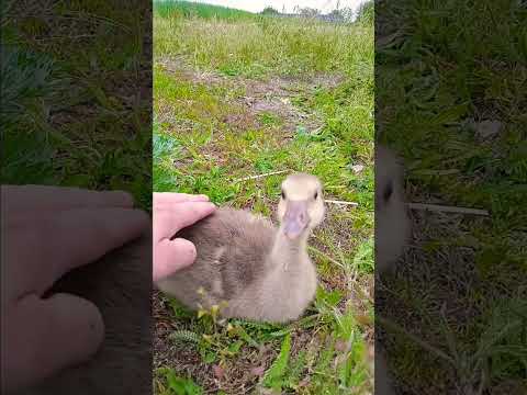 ОКУНУТЬСЯ В МИР ГУСЯТ ❤️🪿 ДЕРЕВНЯ ИЛИ СЕЛО ☺️🌸