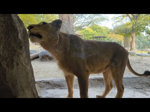 【ライオン】【愛媛県立とべ動物園】餌を食べた後のクレイの様子。