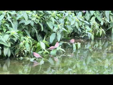 Scaly-breasted Munia 斑文鳥